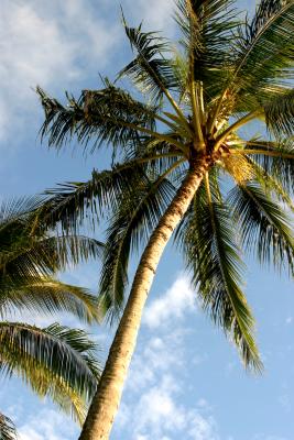 u43/suhatri/medium/28019063.CoconutTree.jpg