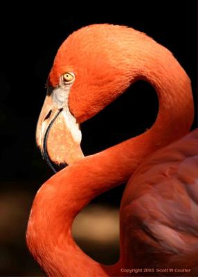 Flamingo - Busch Gardens; Tampa, FL