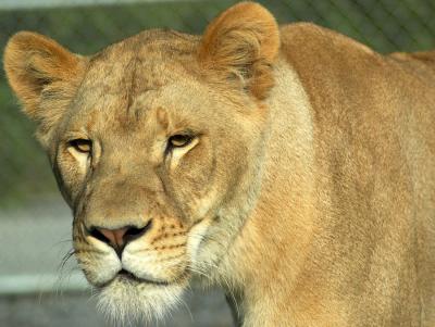u43/sylvyn/medium/33525680.DSC_0697.jpg