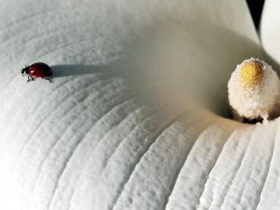 Ladybug