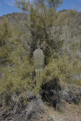 Surrounded Cactus