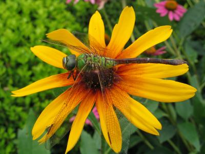 Century Park - yes I cheated...it's a dead Dragonfly