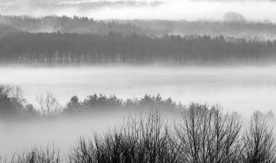 Spring Fog #2