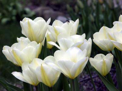 Spring Tulips 2