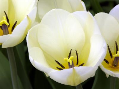 Spring Tulips 3