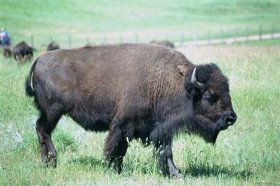 Buffalo-2.jpg