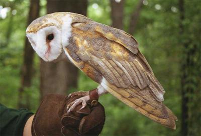 Barn Owl-2.jpg