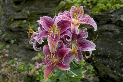 Lily-0045.jpg