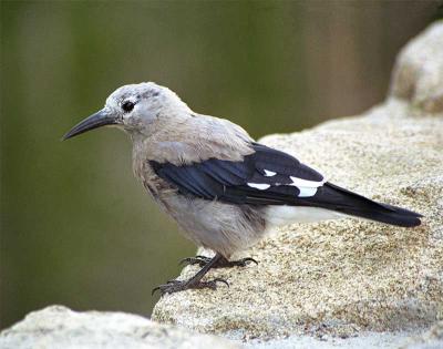 Clark's Nutcracker-1.jpg