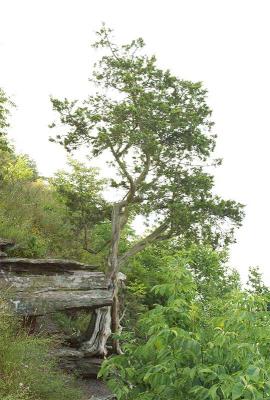 Gnarled Tree.jpg