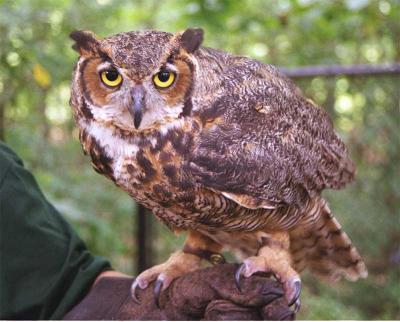 Horned Owl-1.jpg