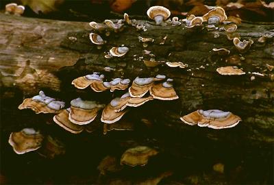 Lichen-4.jpg