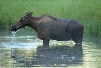 Moose-1.jpg