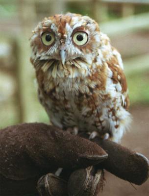 Owl-4.jpg