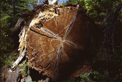 Yosemite Log-3.jpg