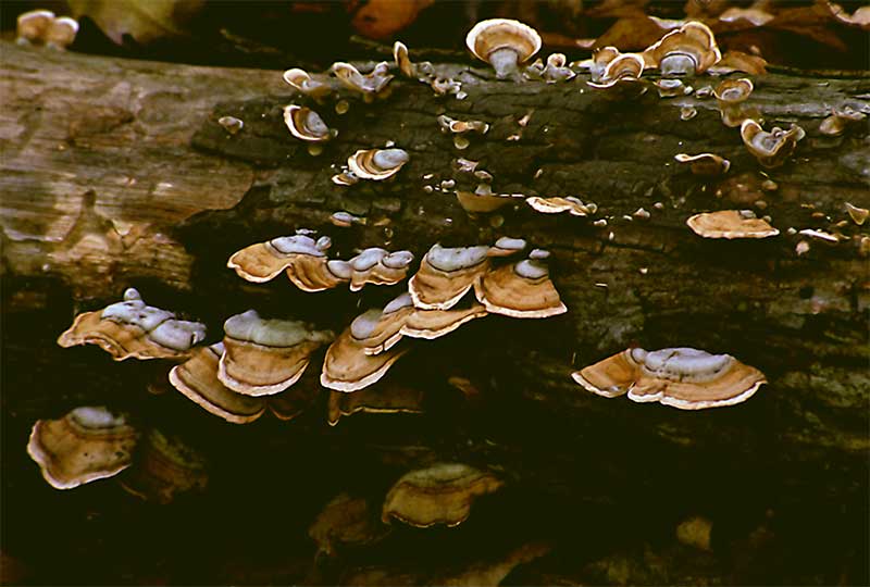 Lichen-4.jpg