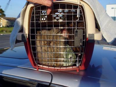 Transferring cat carriers at Lansing Illinois