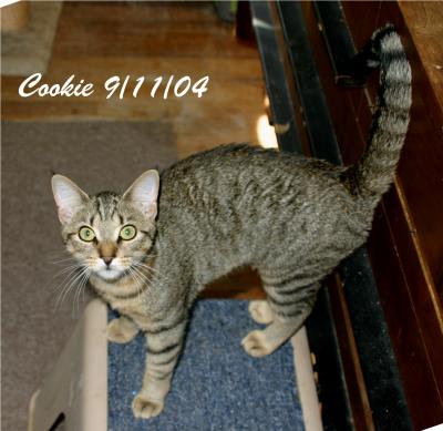 u43/terracatta/medium/33705643.cookie91104.jpg