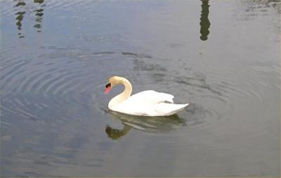 Southampton Swan