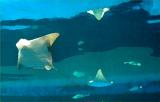 Rays at NY Aquarium