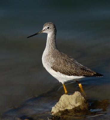 Greater Yellowlegs, winter
