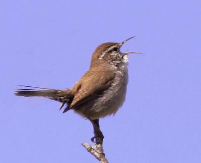 Bewick's Wren, singing male