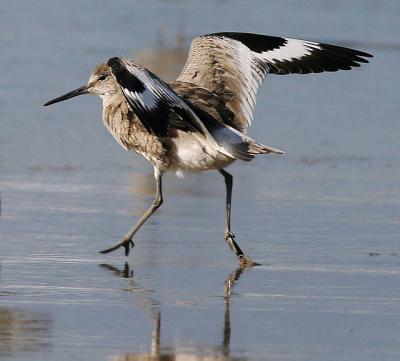 Willet, breeding