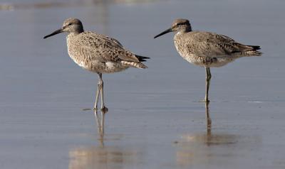 Willets, breeding