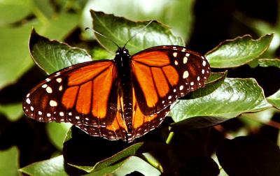 Monarch Butterfly