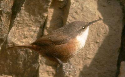 Canyon Wren