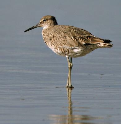 Willet, breeding