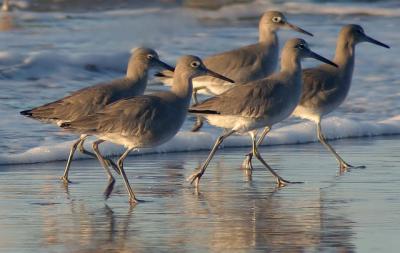 Willets, winter