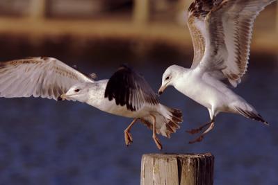 Ring-billed Gulls, first winter