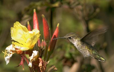 Annas Hummingbird, female feeding