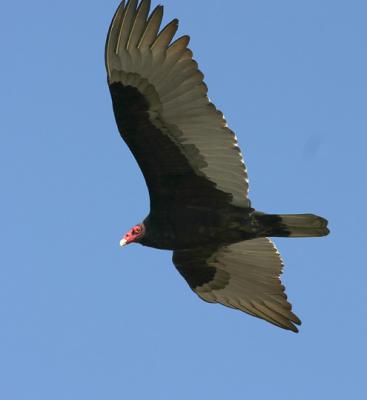 Turkey Vulture