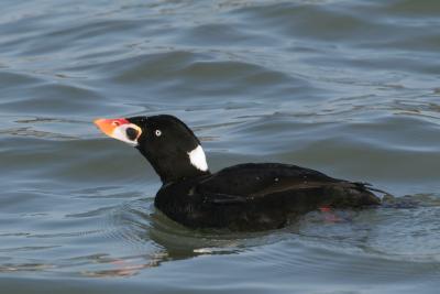 Surf Scoter, male