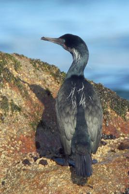 Brandt's Cormorant