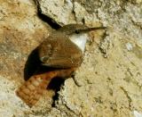 Canyon Wren