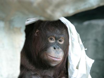 Mother Orangutan.jpg