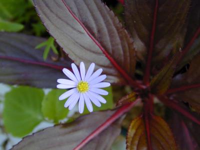 Felicia Blue in Planter