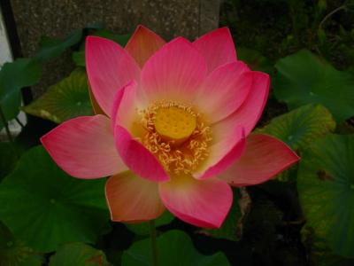 James Knock's Exotic pond plants in Essex (UK)