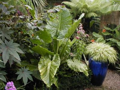 Alocasia macrorrhiza