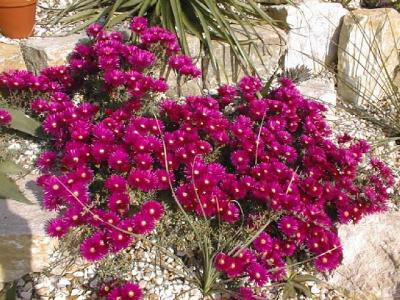 Lampranthus roseus