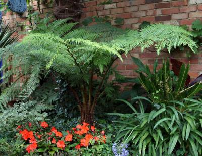 Cyathea cooperi - 2003