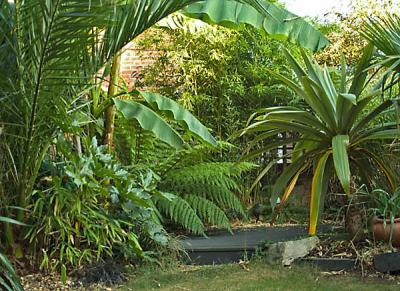 view with Cordyline indivisa