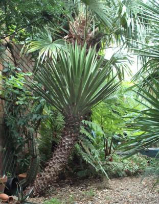 Yucca carnerosea - 2003