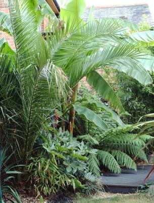 Phoenix canariensis - 2003