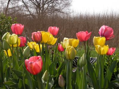 Tulips1.jpg