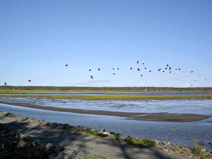 Salt Marsh.