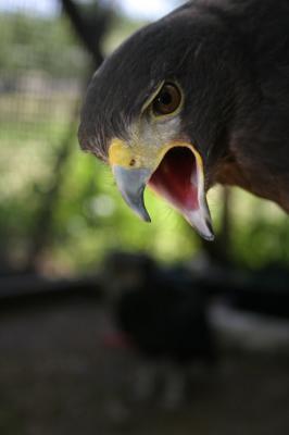 Harris Hawk